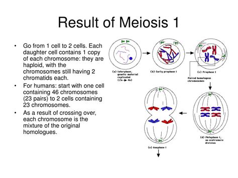 meiosis results in the production of|meiosis .